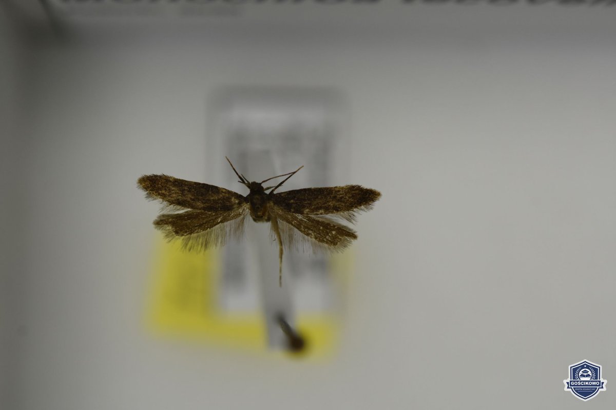 Monochroa tekovella